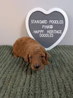 Standard Poodles- pink collar , a female Poodle - Standard  for sale in Baton Rouge, LA – 4 of 10