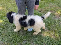 F1b boy "Lucky", a male Goldendoodle for sale in Baton Rouge, LA – 4 of 4