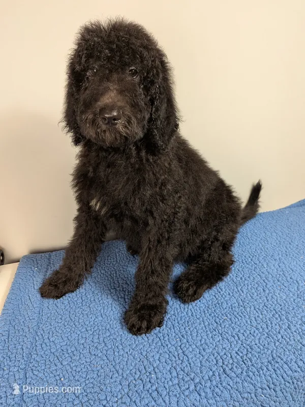 Forest F1bb Goldendoodle  – Goldendoodle puppy for sale in Baton Rouge, LA
