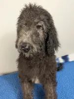 Oak F1bb Goldendoodle, a male Goldendoodle for sale in Baton Rouge, LA – 2 of 5