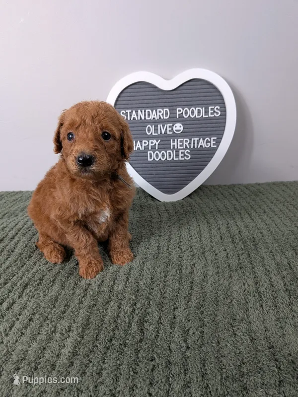 Standard Poodles- Olive collar – Poodle - Standard  puppy for sale in Baton Rouge, LA