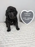 F1b boy "Cadpig", a male Goldendoodle for sale in Baton Rouge, LA – 2 of 3