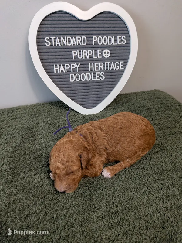 Standard Poodle- purple collar – Poodle - Standard  puppy for sale in Baton Rouge, LA