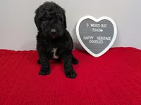 F1b Goldendoodle "Toad", a male Goldendoodle for sale in Baton Rouge, LA – 2 of 3