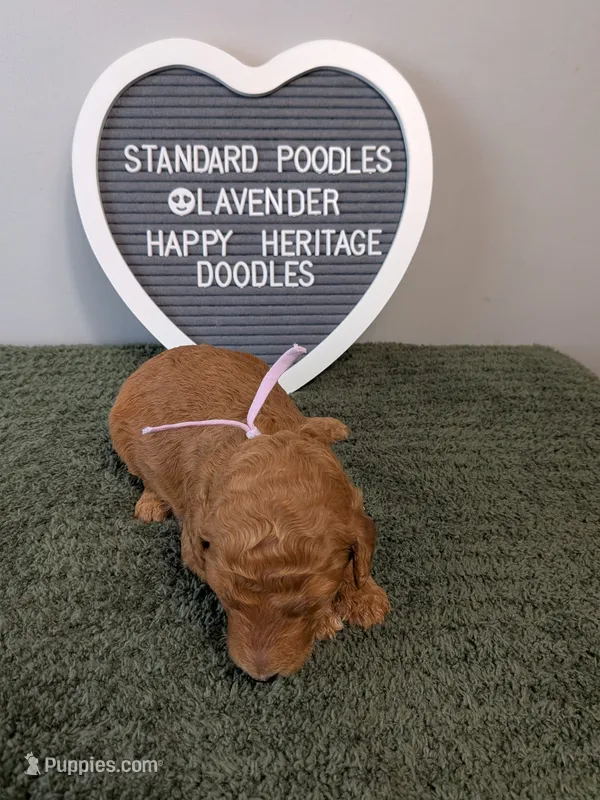 Standard Poodle- lavender collar  – Poodle - Standard  puppy for sale in Baton Rouge, LA