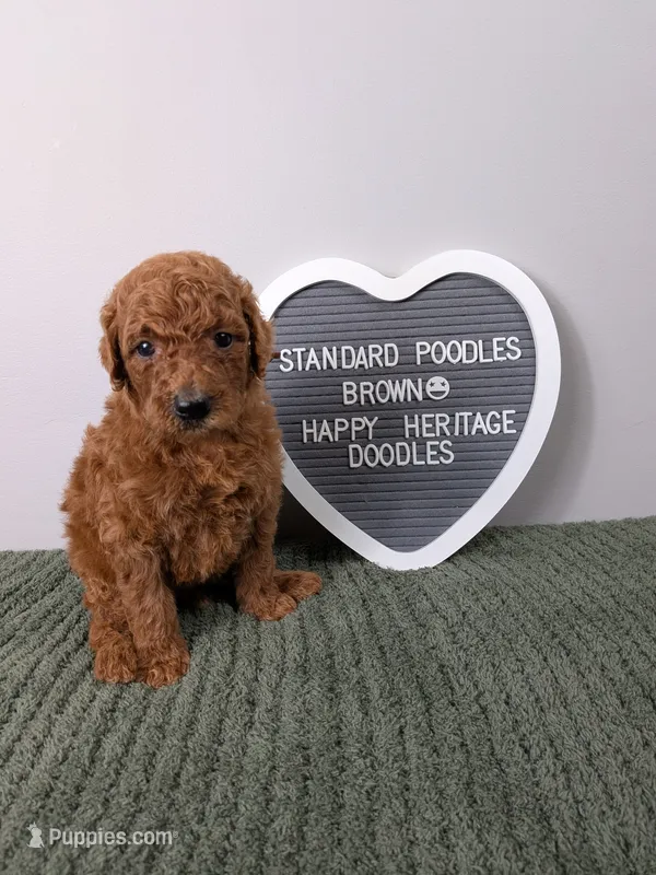 Standard Poodle- brown collar  – Poodle - Standard  puppy for sale in Baton Rouge, LA