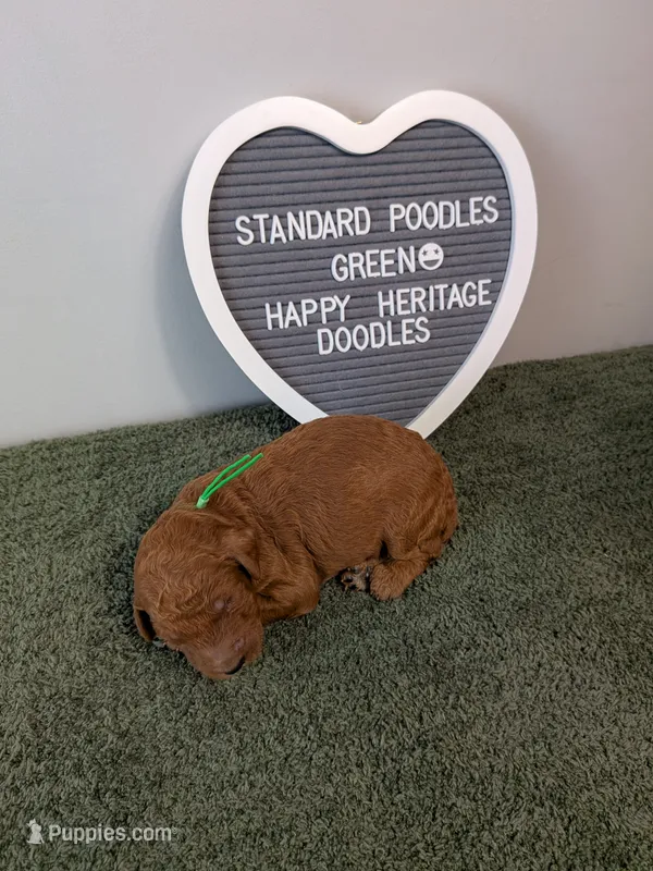 Standard Poodles- Green collar  – Poodle - Standard  puppy for sale in Baton Rouge, LA