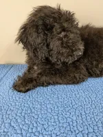 Cedar F1bb Goldendoodle, a male Goldendoodle for sale in Baton Rouge, LA – 3 of 5