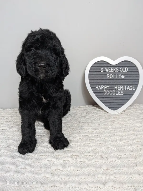 F1b boy "Rolly" – Goldendoodle puppy for sale in Baton Rouge, LA