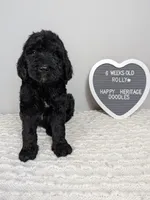 F1b boy "Rolly", a male Goldendoodle for sale in Baton Rouge, LA – 1 of 2