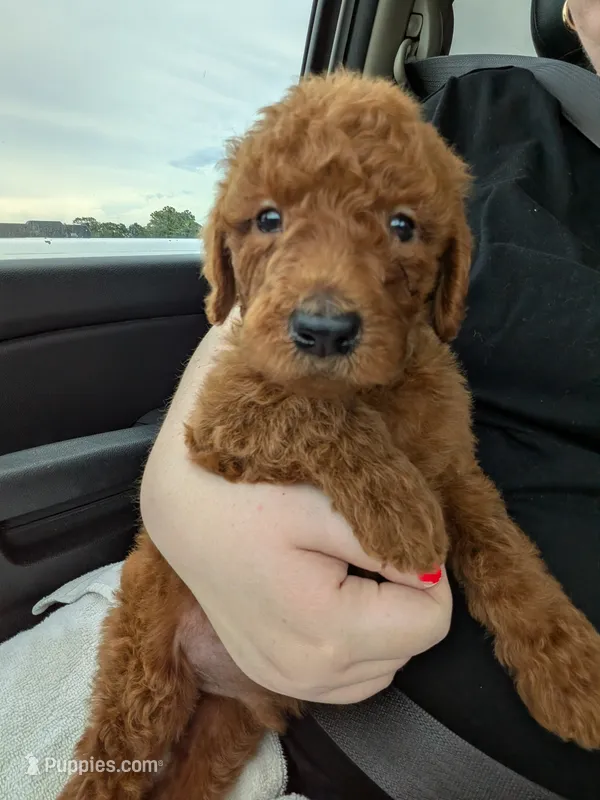 Standard Poodles- Green collar  – Poodle - Standard  puppy for sale in Baton Rouge, LA