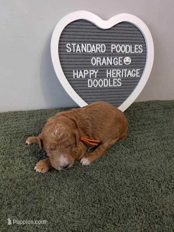 Standard poodle - Orange collar – Poodle - Standard  puppy for sale in Baton Rouge, LA