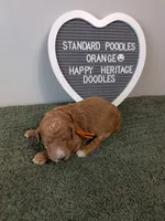 Standard poodle - Orange collar, a male Poodle - Standard  for sale in Baton Rouge, LA – 1 of 3