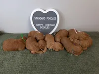 Standard Poodle- purple collar, a female Poodle - Standard  for sale in Baton Rouge, LA – 3 of 3