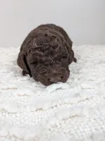 Hot pink collar girl, a female Poodle - Standard  for sale in Baton Rouge, LA – Photo 1 of 3