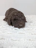 Hot pink collar girl, a female Poodle - Standard  for sale in Baton Rouge, LA – Photo 2 of 3