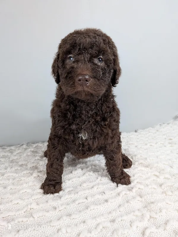Hot pink collar girl