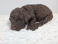 Hot pink collar girl, a female Poodle - Standard  for sale in Baton Rouge, LA – Photo 3 of 3