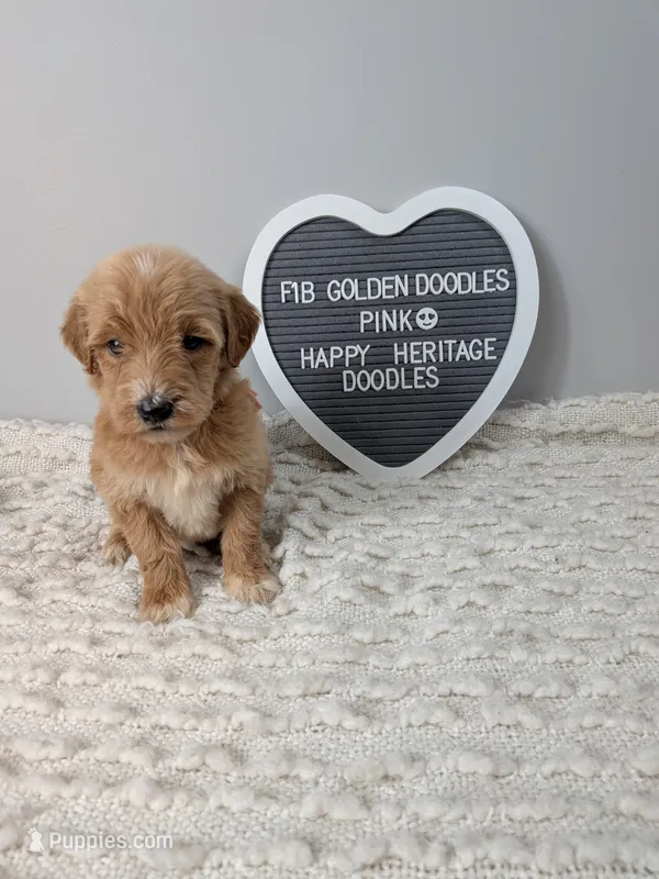 F1b Goldendoodle- pink collar – Goldendoodle puppy for sale in Baton Rouge, LA