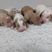 Irish Goldendoodle boy 1, a male Goldendoodle and Irish Doodle for sale in Baton Rouge, LA – Photo 6 of 8