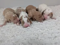 Irish Goldendoodle boy 1, a male Goldendoodle and Irish Doodle for sale in Baton Rouge, LA – Photo 3 of 4