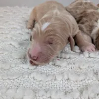 Irish Goldendoodle boy 1, a male Goldendoodle and Irish Doodle for sale in Baton Rouge, LA – Photo 4 of 8