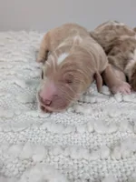 Irish Goldendoodle boy 1, a male Goldendoodle and Irish Doodle for sale in Baton Rouge, LA – Photo 1 of 4