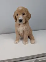 Irish Goldendoodle boy 1, a male Goldendoodle and Irish Doodle for sale in Baton Rouge, LA – Photo 8 of 8