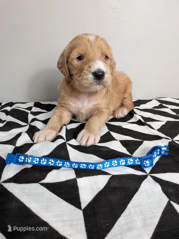 Irish Goldendoodle boy 1 – Goldendoodle, Irish Doodle puppy for sale in Baton Rouge, LA