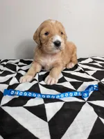 Irish Goldendoodle boy 1, a male Goldendoodle and Irish Doodle for sale in Baton Rouge, LA – Photo 3 of 8