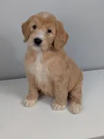 Irish Goldendoodle boy 1, a male Goldendoodle and Irish Doodle for sale in Baton Rouge, LA – Photo 1 of 8