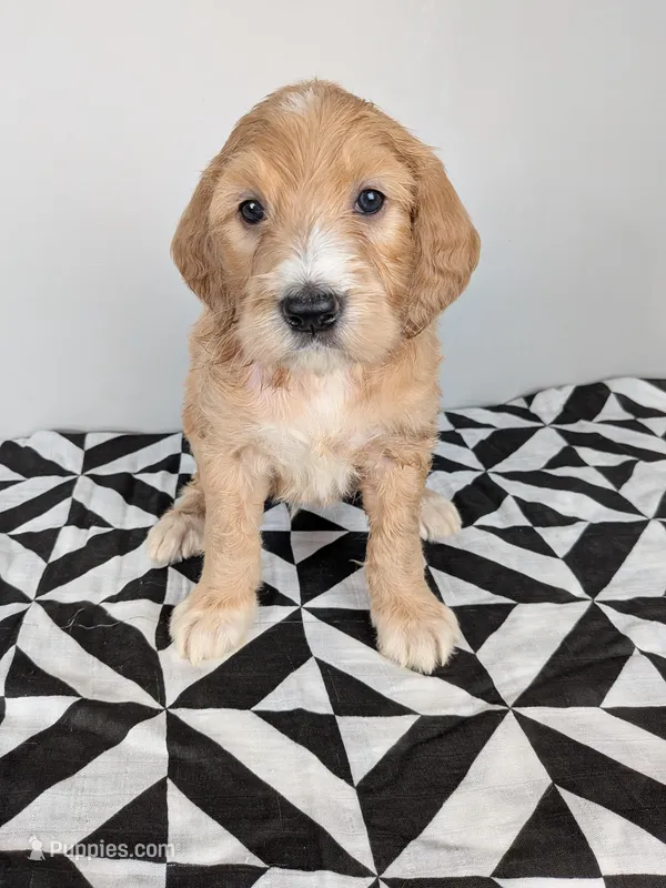 Irish Goldendoodle boy 1 – Goldendoodle, Irish Doodle puppy on hold in Baton Rouge, LA
