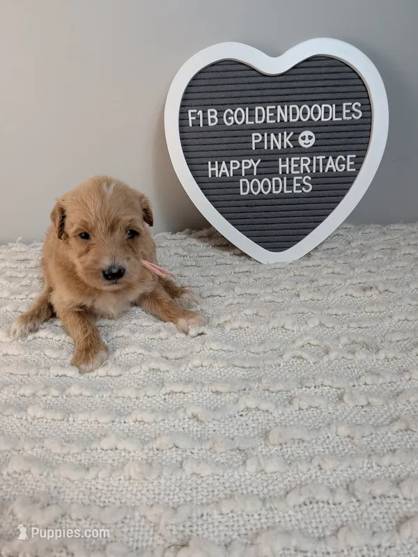F1b Goldendoodle- pink collar – Goldendoodle puppy for sale in Baton Rouge, LA