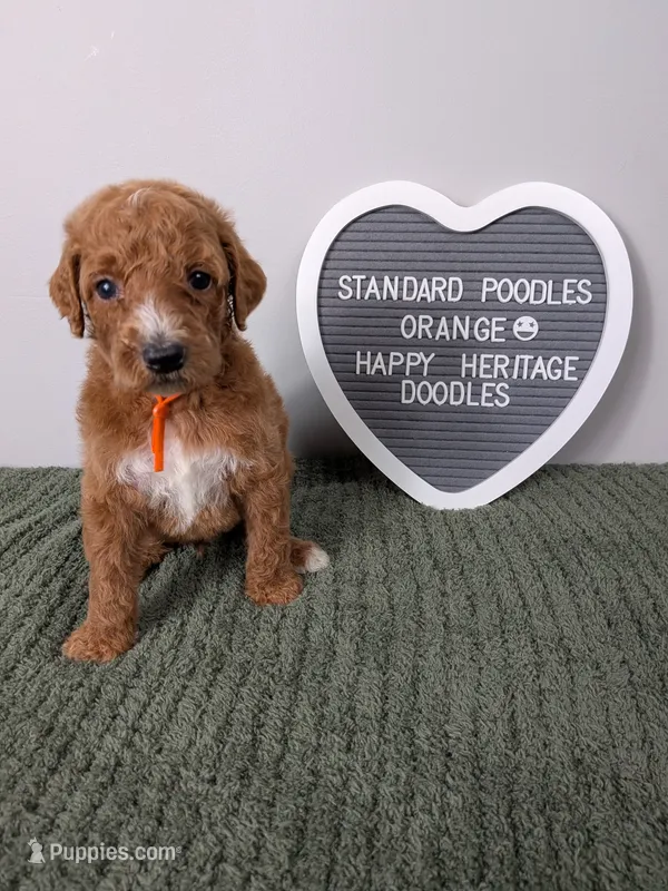 Standard poodle - Orange collar – Poodle - Standard  puppy for sale in Baton Rouge, LA