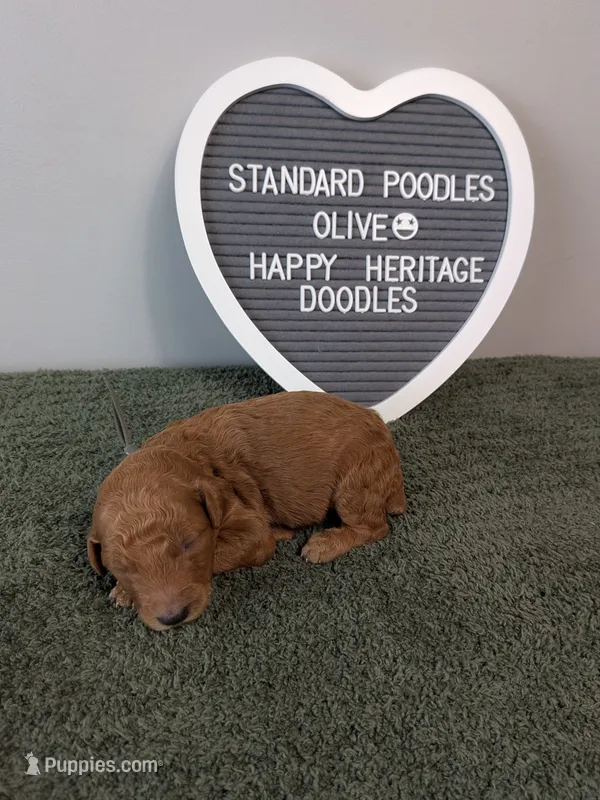 Standard Poodles- Olive collar – Poodle - Standard  puppy for sale in Baton Rouge, LA