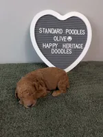 Standard Poodles- Olive collar, a male Poodle - Standard  for sale in Baton Rouge, LA – 1 of 3