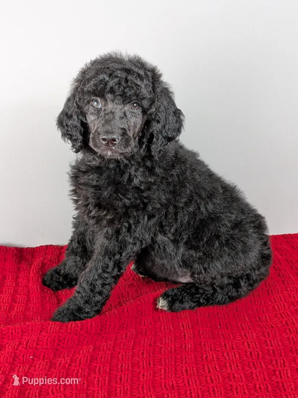 Yellow collar boy – Poodle - Standard  puppy for sale in Baton Rouge, LA