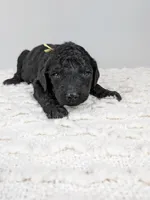 Yellow collar boy, a male Poodle - Standard  for sale in Baton Rouge, LA – Photo 1 of 2