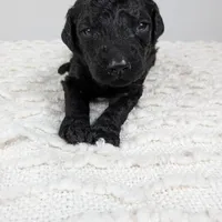 Red collar boy, a male Poodle - Standard  for sale in Baton Rouge, LA – Photo 5 of 7