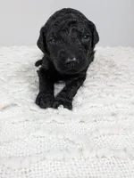 Red collar boy, a male Poodle - Standard  for sale in Baton Rouge, LA – Photo 1 of 3