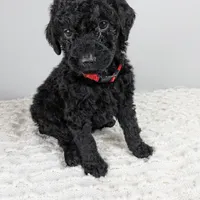 Red collar boy, a male Poodle - Standard  for sale in Baton Rouge, LA – Photo 3 of 7
