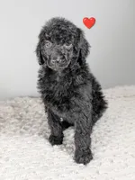 Red collar boy, a male Poodle - Standard  for sale in Baton Rouge, LA – Photo 2 of 7