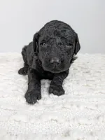 Light pink girl, a female Poodle - Standard  for sale in Baton Rouge, LA – Photo 2 of 3