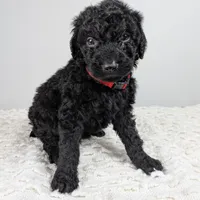 Red collar boy, a male Poodle - Standard  for sale in Baton Rouge, LA – Photo 4 of 7