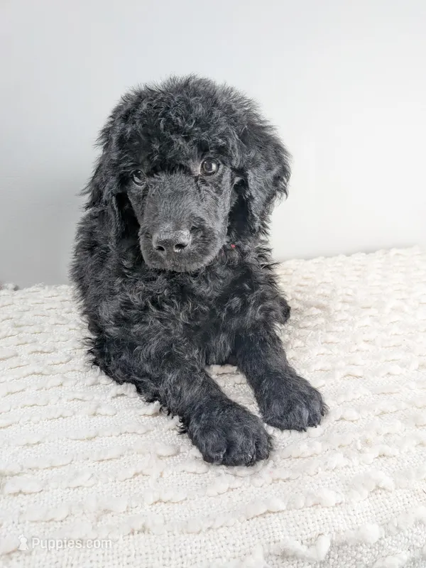 Red collar boy – Poodle - Standard  puppy for sale in Baton Rouge, LA