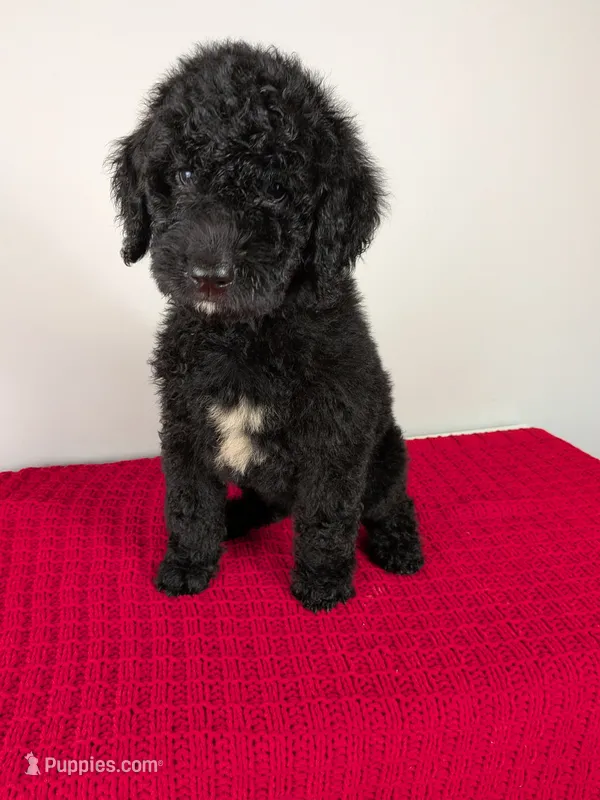 F1b Goldendoodle "Toad" – Goldendoodle puppy for sale in Baton Rouge, LA
