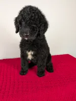 F1b Goldendoodle "Toad", a male Goldendoodle for sale in Baton Rouge, LA – 1 of 6