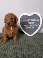 Standard Poodles- pink collar , a female Poodle - Standard  for sale in Baton Rouge, LA – 9 of 10