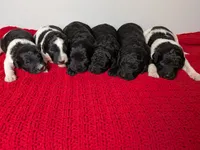 F1b Goldendoodle "Princess Peach", a female Goldendoodle for sale in Baton Rouge, LA – 2 of 3