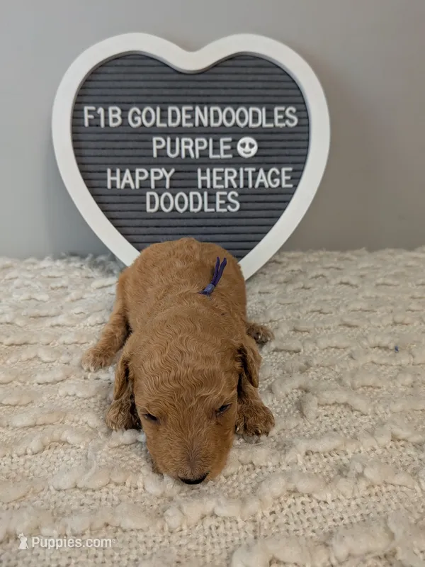 F1b Goldendoodle- purple collar – Goldendoodle puppy for sale in Baton Rouge, LA